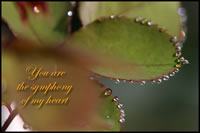 You are the symphony of my heart
