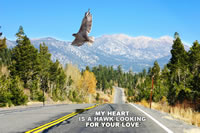 My heart is a hawk looking for your love